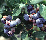 LEGACY BLUEBERRY (Vaccinium corymbosum)