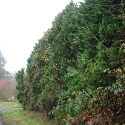 Leyland Cypress Trees