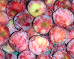 LIBERTY APPLE (Malus domestica)