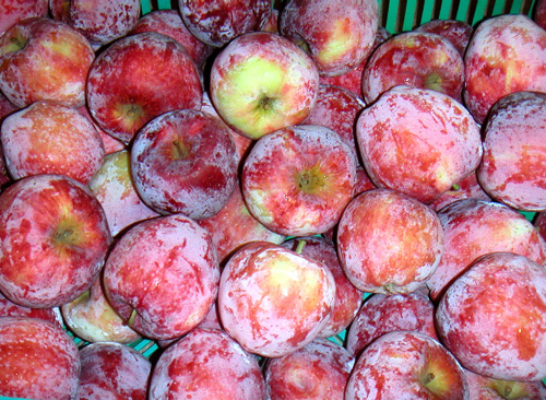 LIBERTY APPLE (Malus domestica)