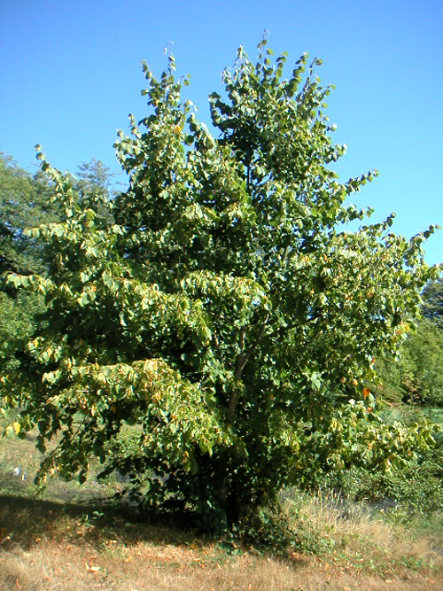 LITTLELEAF LINDEN (Tilia cordata)