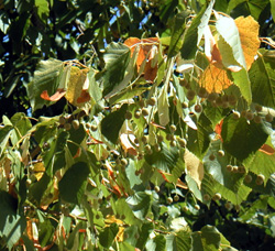 Littleleaf Linden Trees for Sale at Arbor Day's Online Tree Nursery - Arbor  Day Foundation