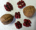 LIVERMORE ENGLISH WALNUT  (Juglans regia)