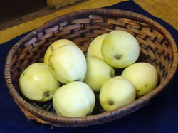 YELLOW TRANSPARENT APPLE (Malus domestica)