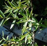 MALE SEABERRY (Hippophae rhamnoides)