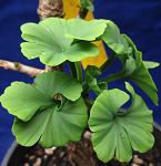 MARIEKEN GINKGO (Ginkgo biloba)