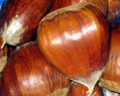 MARRISARD CHESTNUT (Castanea sativa x crenata)