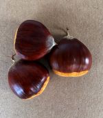 Marsol Chestnut Seeds (Castanea crenata x sativa)