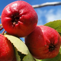 Mayhaw Trees