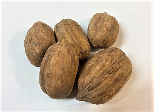 MCALLISTER HICAN SEEDS (Pecan x Shellbark Hickory)