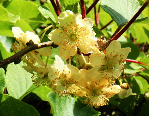 MEADER MALE HARDY KIWI (POLLINATOR) (Actinidia arguta)