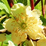 MEADER MALE HARDY KIWI (POLLINATOR) (Actinidia arguta)