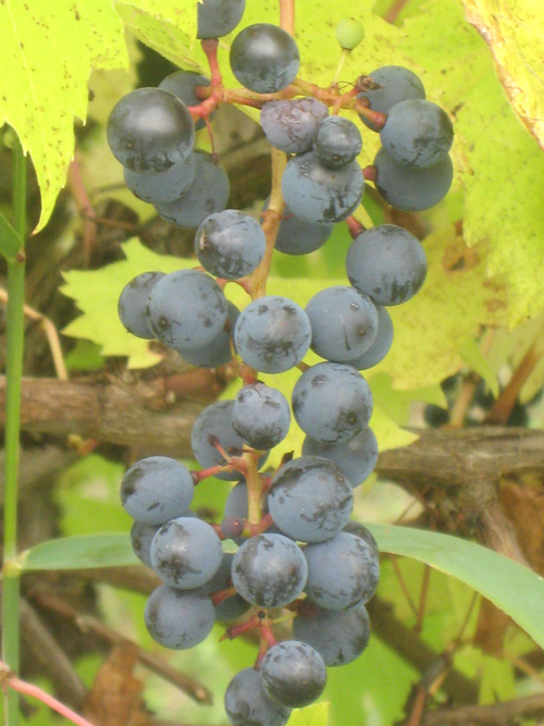 LEON MILLOT RED WINE GRAPE (Vitis vinifera x)