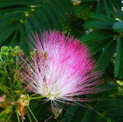 Silk Mimosa Trees