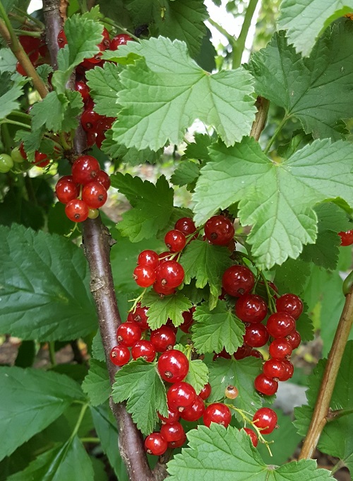 MINNESOTA 52 RED CURRANT (Ribes sp.)