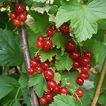 MINNESOTA 52 RED CURRANT (Ribes sp.)