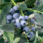 MISTY BLUEBERRY (Vaccinium corymbosum x)