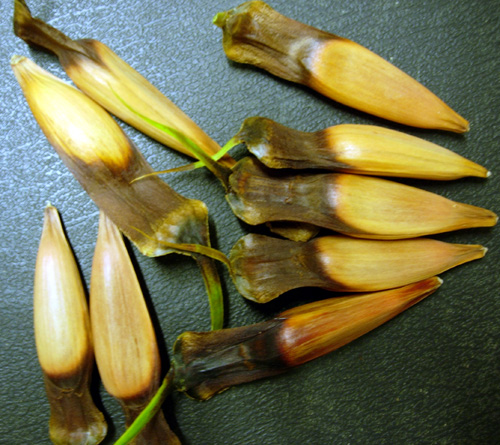 Monkey Puzzle Tree Seeds Burnt Ridge Nursery Orchards Burnt Ridge 