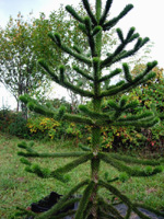 Monkey Puzzle Tree (Araucaria araucana)