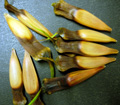 MONKEY PUZZLE SEEDS (Araucaria araucana)