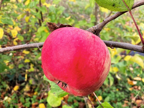 MONTY'S SURPRISE APPLE   (Malus domestica)
