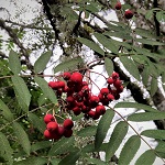 EUROPEAN MOUNTAIN ASH (Sorbus aucuparia)