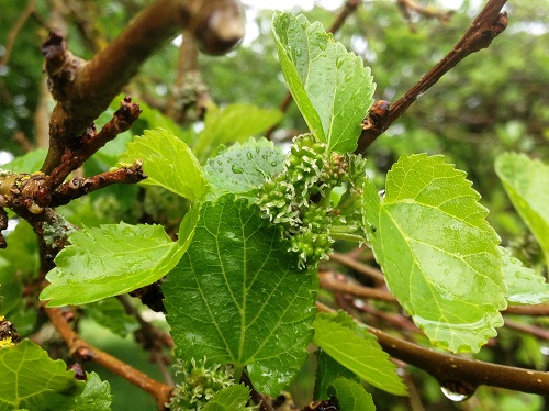 RUSSIAN MULBERRY SEEDLING (Morus alba tatarica)