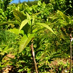 BURNT RIDGE MYSTERY CHESTNUT