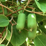 MY SWEET CHICO - FEMALE HARDY KIWI (Actinidia arguta)