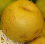NIJISSEIKI ASIAN PEAR (Twentieth Century) (Pyrus pyrifolia)