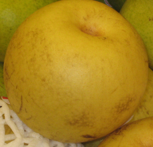 NIJISSEIKI ASIAN PEAR (Twentieth Century) (Pyrus pyrifolia)