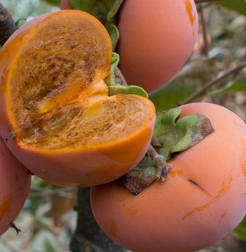 NISHIMURA WASE ASIAN PERSIMMON (Diospyrus kaki)
