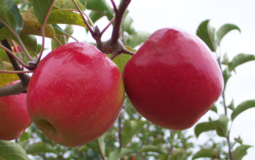 EARLY PINK LADY APPLE (Malus domestica)