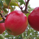 EARLY PINK LADY APPLE (Malus domestica)