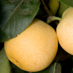 SHINSEIKI ASIAN PEAR (Pyrus pyrifolia)