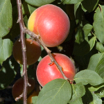 BELLA GOLD PEACOTUM (Prunus domestica x amygdalus)
