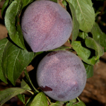CANDY HEART PLUERRY (Prunus domestica)