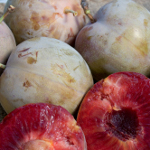 ELEPHANT HEART PLUM (Prunus salicina)