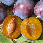 SUGAR PLUM (Prunus domestica)
