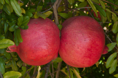 PARFIANKA POMEGRANATE (Punica granatum)