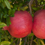 PARFIANKA POMEGRANATE (Punica granatum)