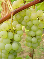 OKANOGAN RIESLING WHITE GRAPE (Vitis spp.)