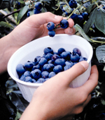 OLYMPIA BLUEBERRY (Vaccinium corymbosum)