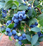 O'NEAL BLUEBERRY (Vaccinium corymbosum x)