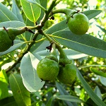 OREGON BAY LAUREL SEEDS (Umbellularia californica)