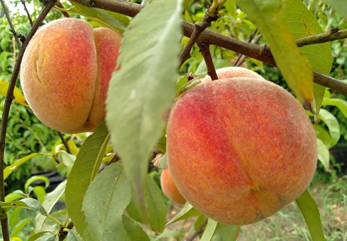 OREGON CURL FREE PEACH (Amygdalus persica)