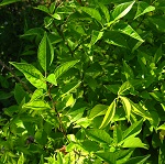 OSAGE ORANGE (Maclura pomifera)