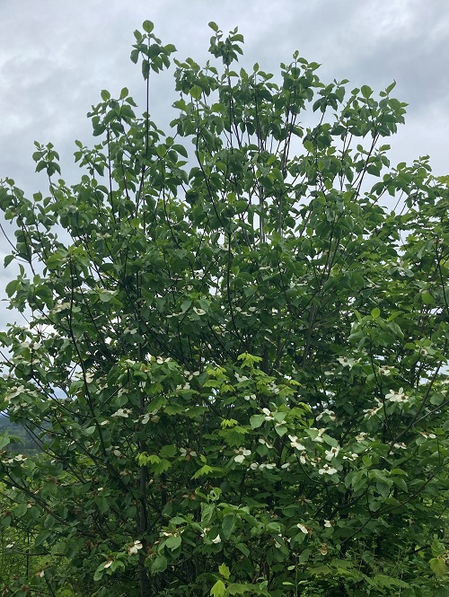 PACIFIC DOGWOOD (Cornus nuttallii)