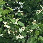 PACIFIC DOGWOOD (Cornus nuttallii)