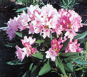 PACIFIC RHODODENDRON (Rhododendron macrophyllum)